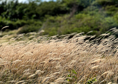 Beautiful Field Of Grass